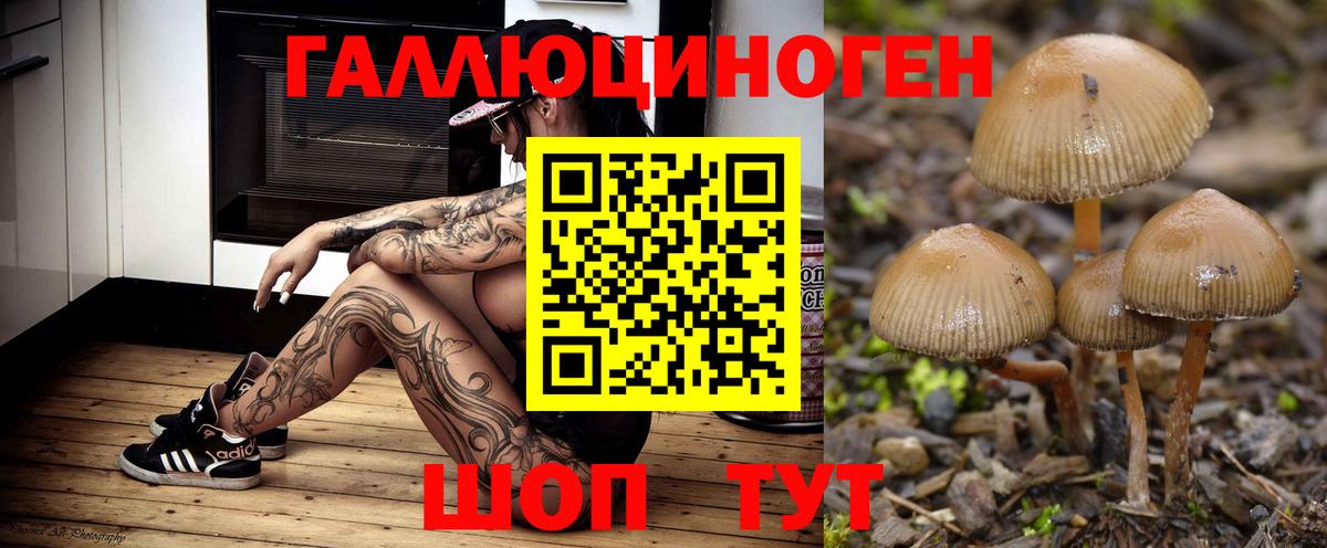 Сертолово  Псилоцибиновые грибы мицелий  Вход с VPN  как найти наркотики  Галлюциногенные грибы Psilocybe 
